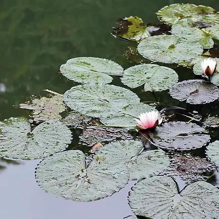 In Thueringen In Waldnaehe